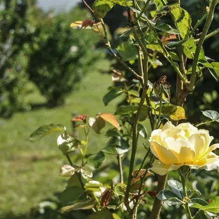 A Stratola